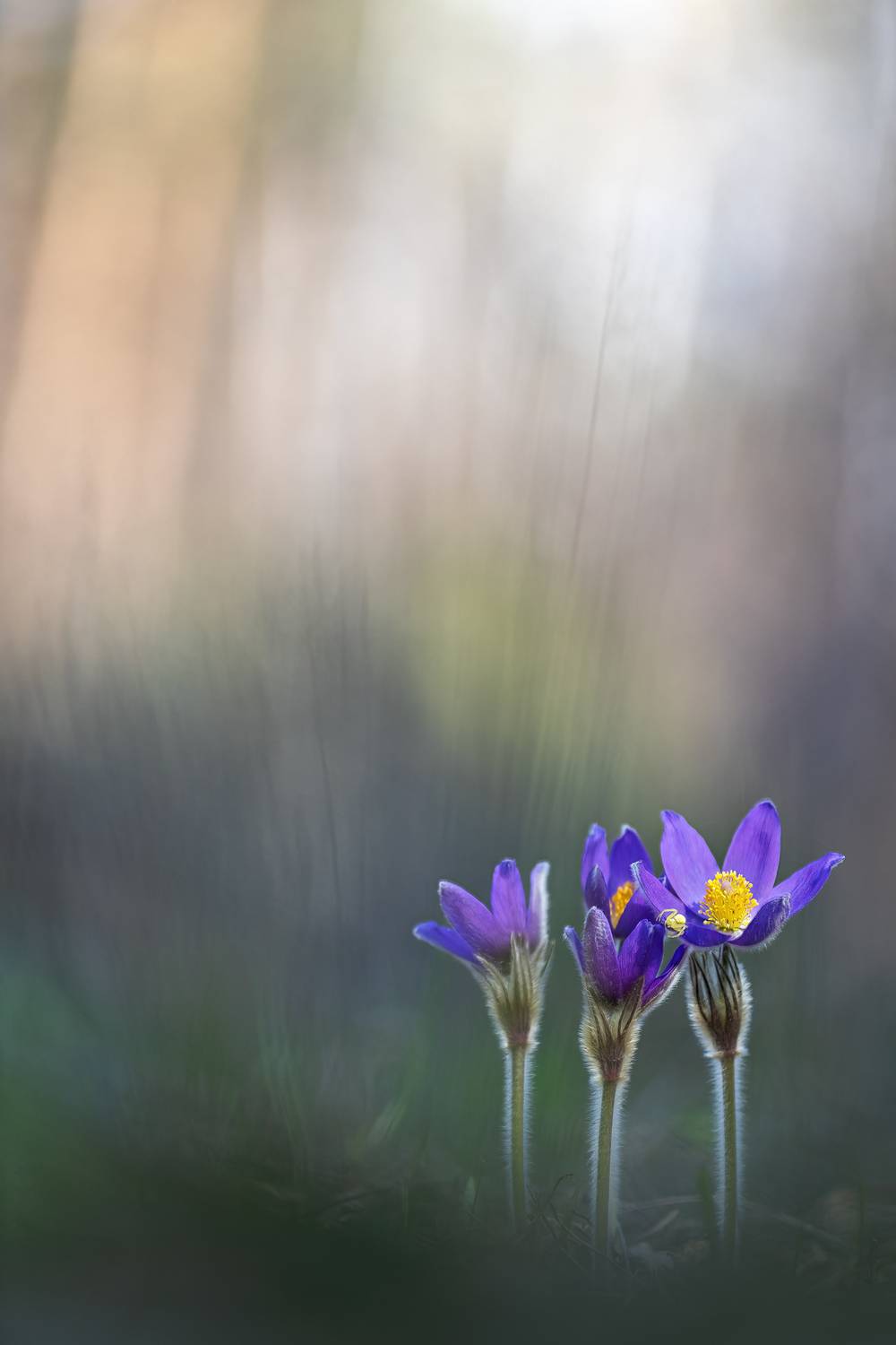 , Кузнецов Дмитрий