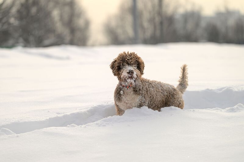 Joe фото превью