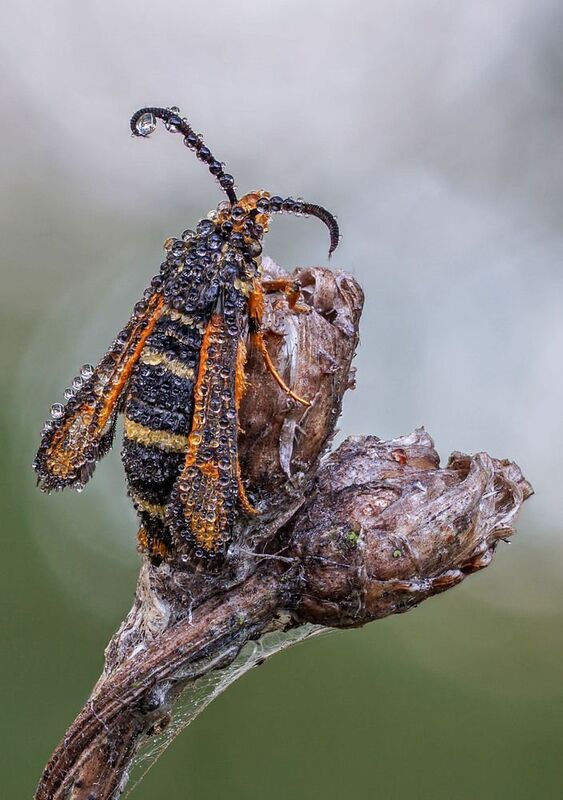 Стеклянница в росе фото превью