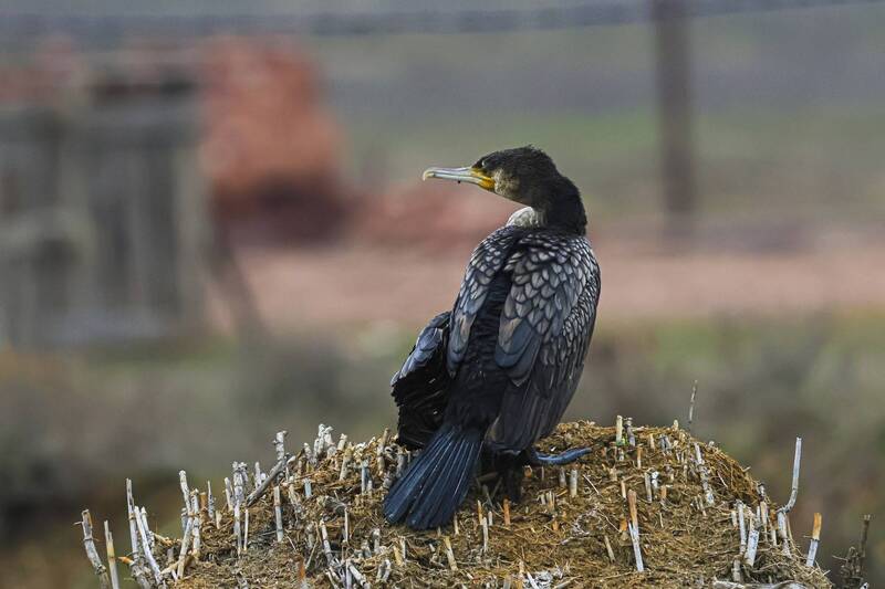 баклан Баклан.. фото превью