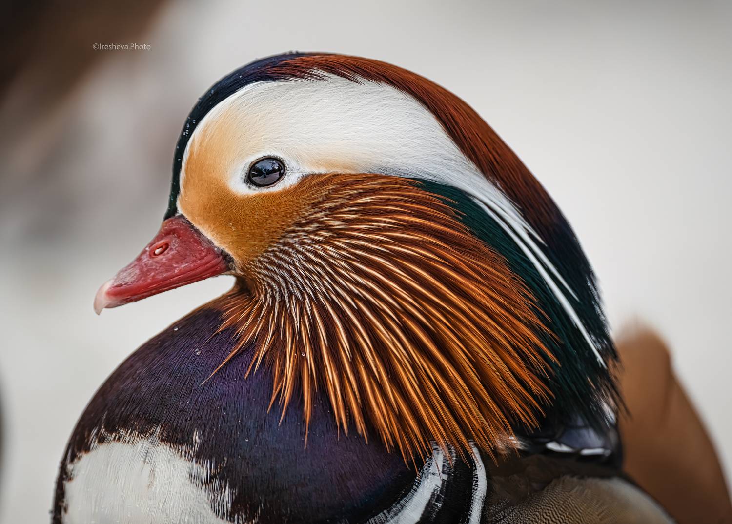 Мандаринка, утка, Ирешева Мария