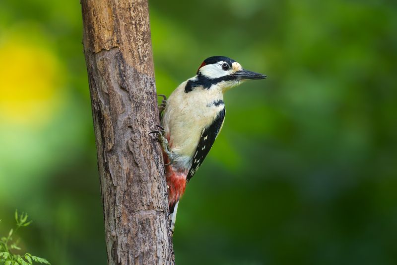 Great spotted woodpecker фото превью