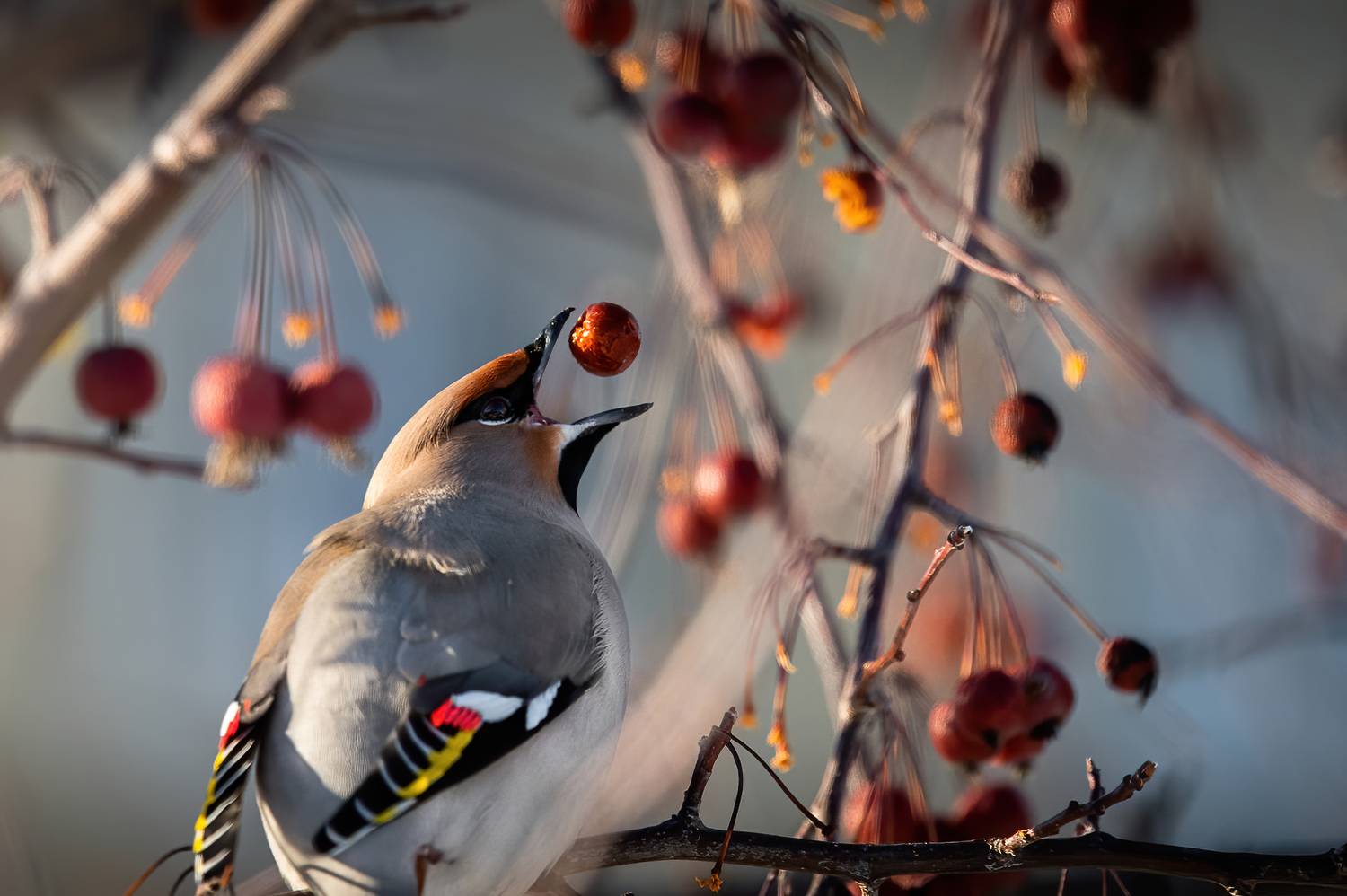 птица, свиристель, Тюмень, Anton