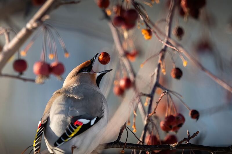 птица, свиристель, Тюмень свиристель фото превью