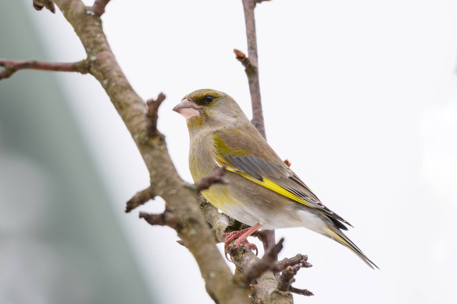 , Морозов Сергей