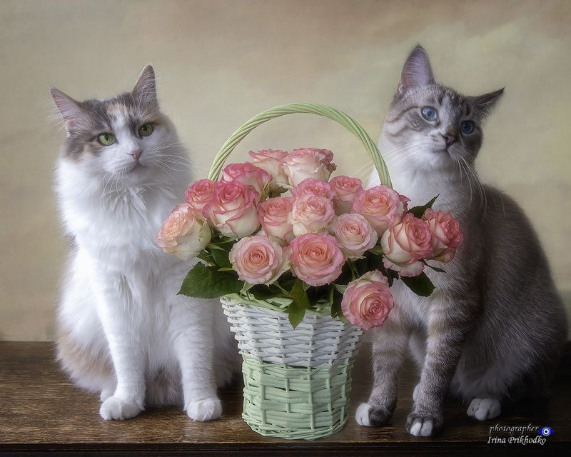 животные, кошки, март, цветы, розы, подарок Поздравление вдогонку фото превью