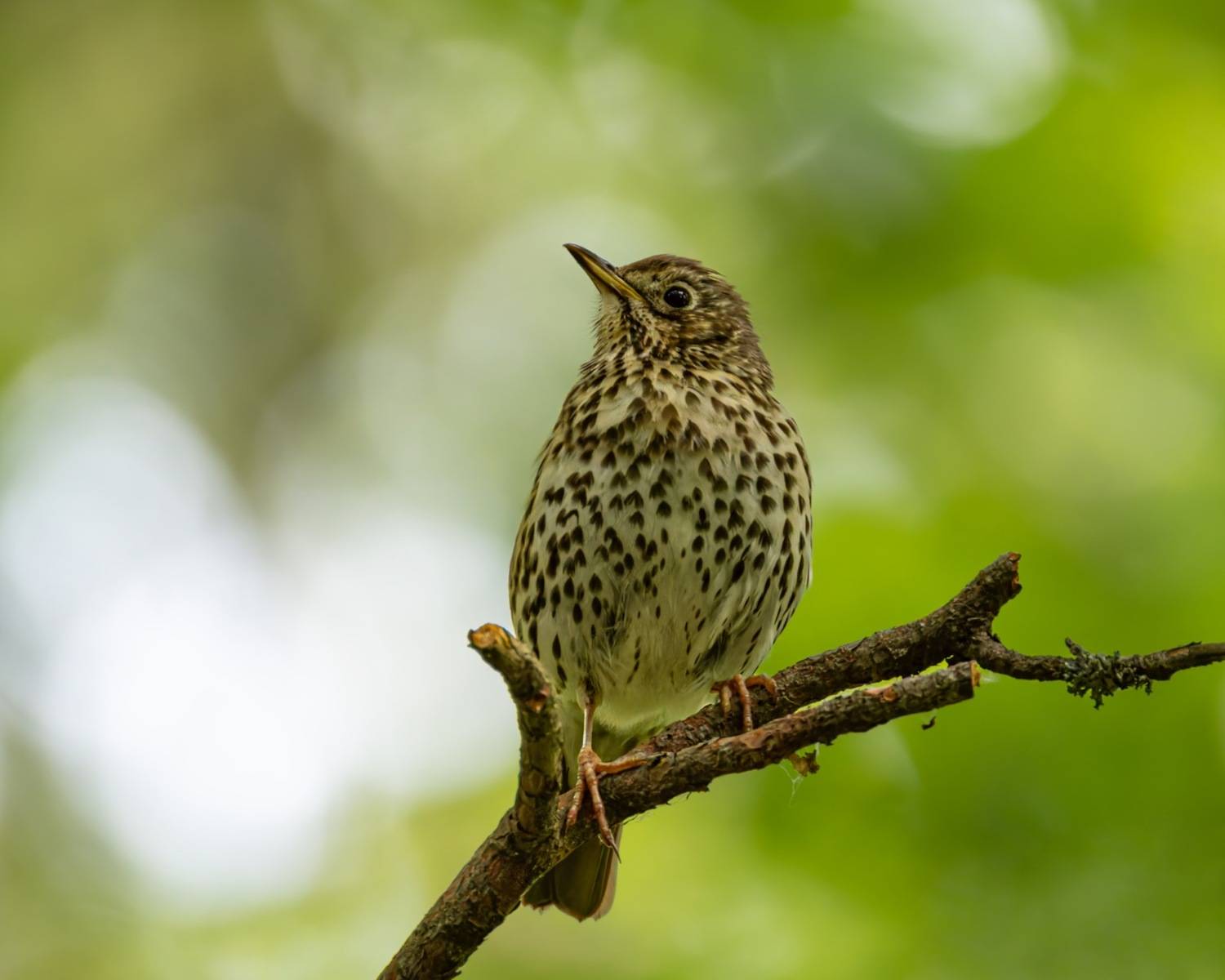 певчий дрозд, слетоко, дрозд, птицы, Ruslan Pl