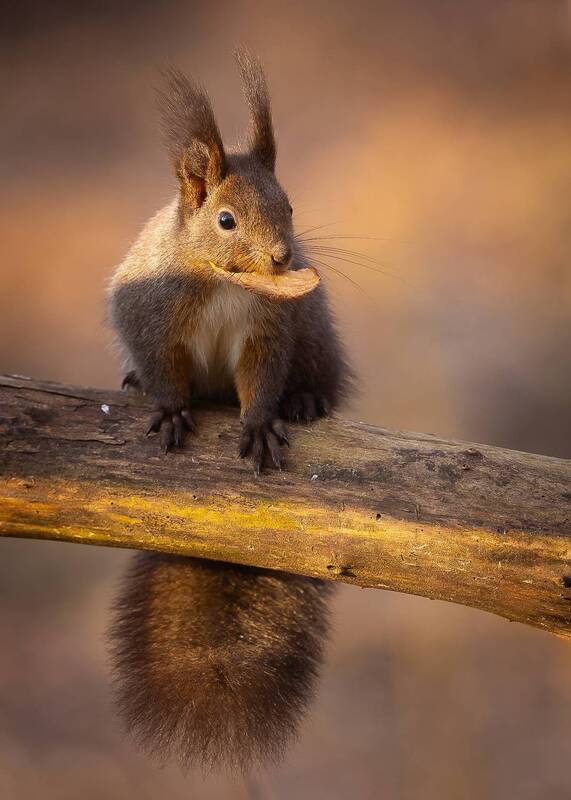 Squirriel фото превью