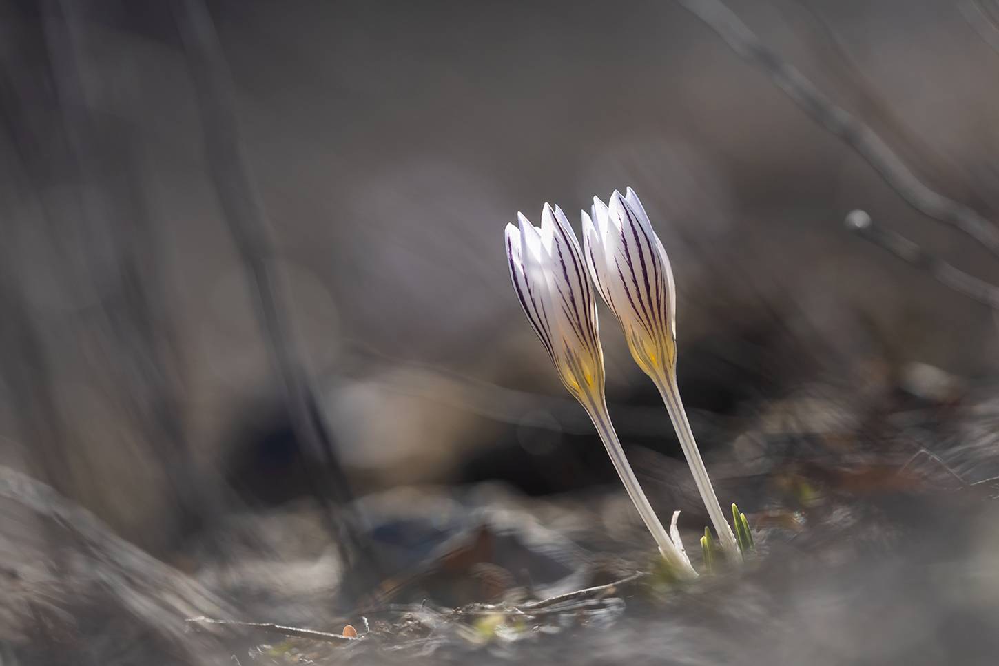 , Илья Михеев