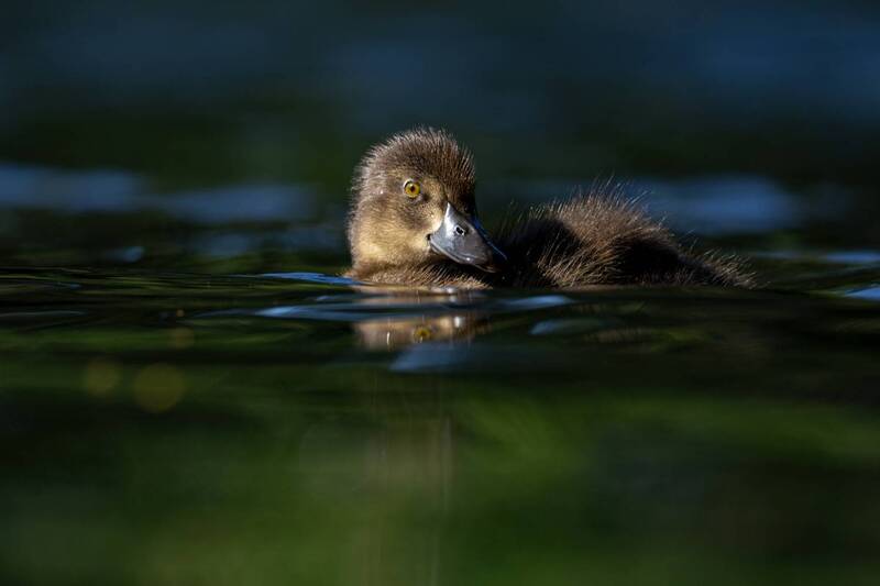нырок, чернеть, хохлатая чернеть, утенок, птицы Хохлатая чернеть фото превью