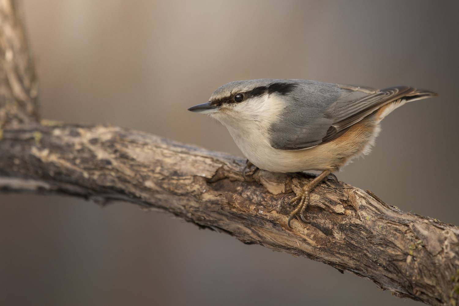 nikon200-500, Максим Вышарь