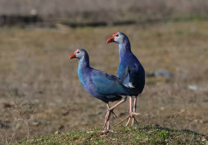 султанка Султанки.. фото превью