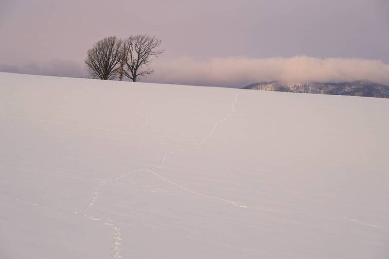 haiku, biei, hokkaido, parent_and_child_trees Хайку с холмов Биэй фото превью