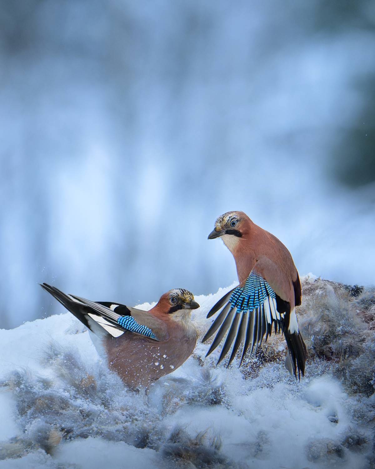 , Фабричный Роман