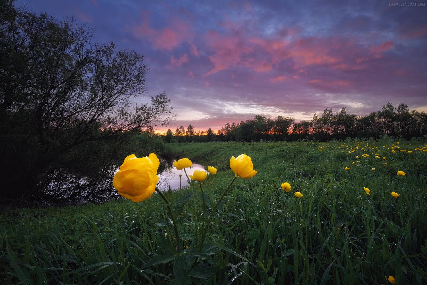 пейзаж, закат, купальница, цветы, весна, река, север, Иван Чаланов