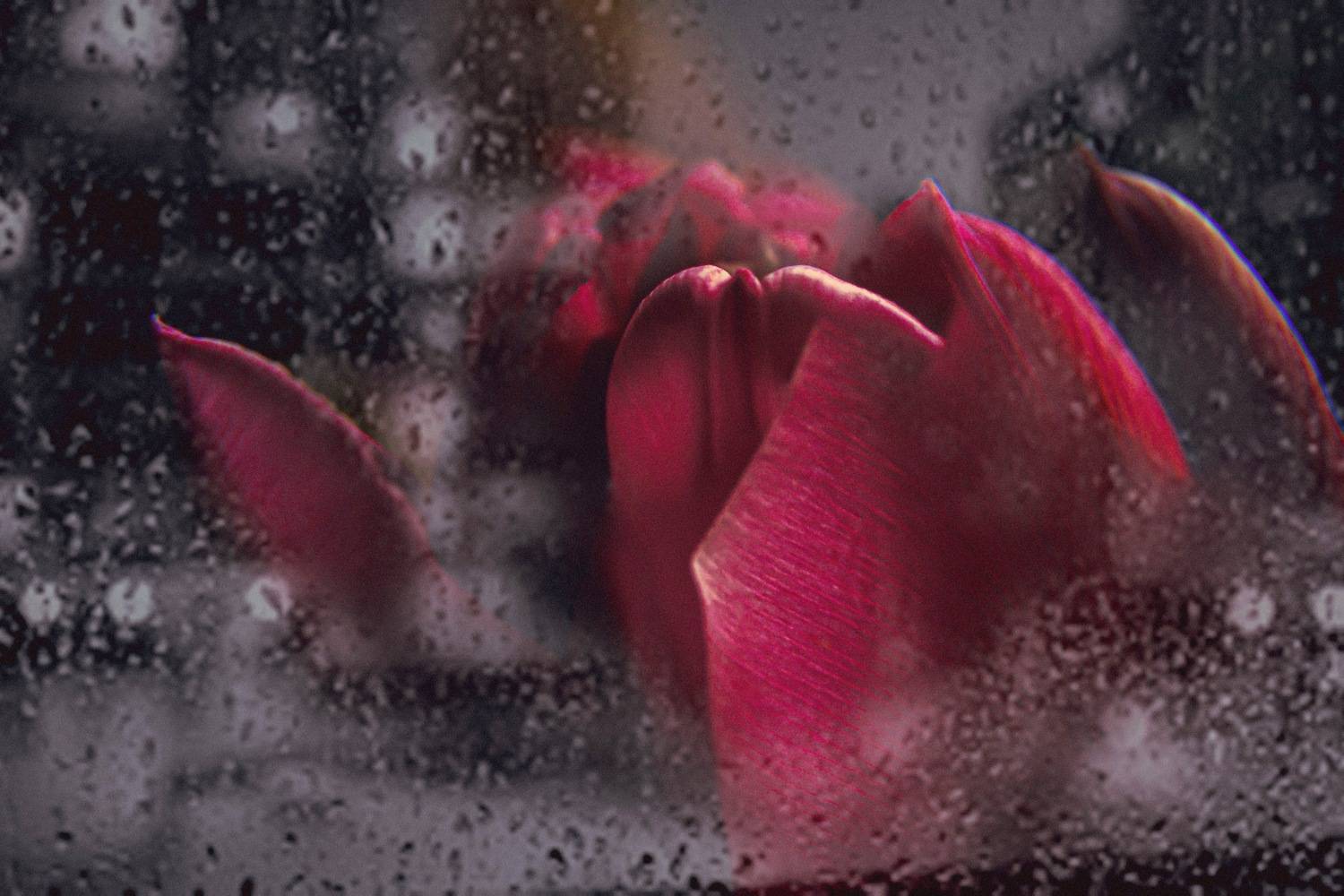 sarkans, tulpe, zieds, rasa, stikls, Cielava Dace