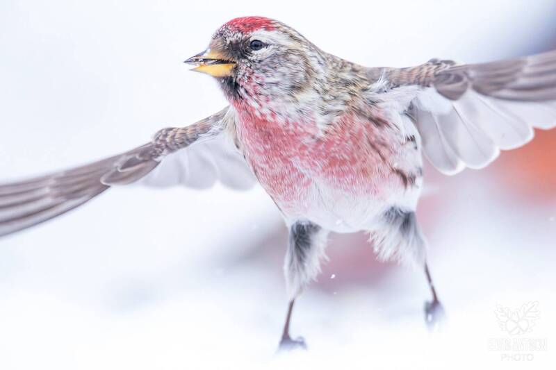 чечётки, птицы, птицы россии, братья наши меньшие, орнитология, birds, birdwatching, elvisantson, elvis antson, кострома, костромская область Милые чечётки фото превью
