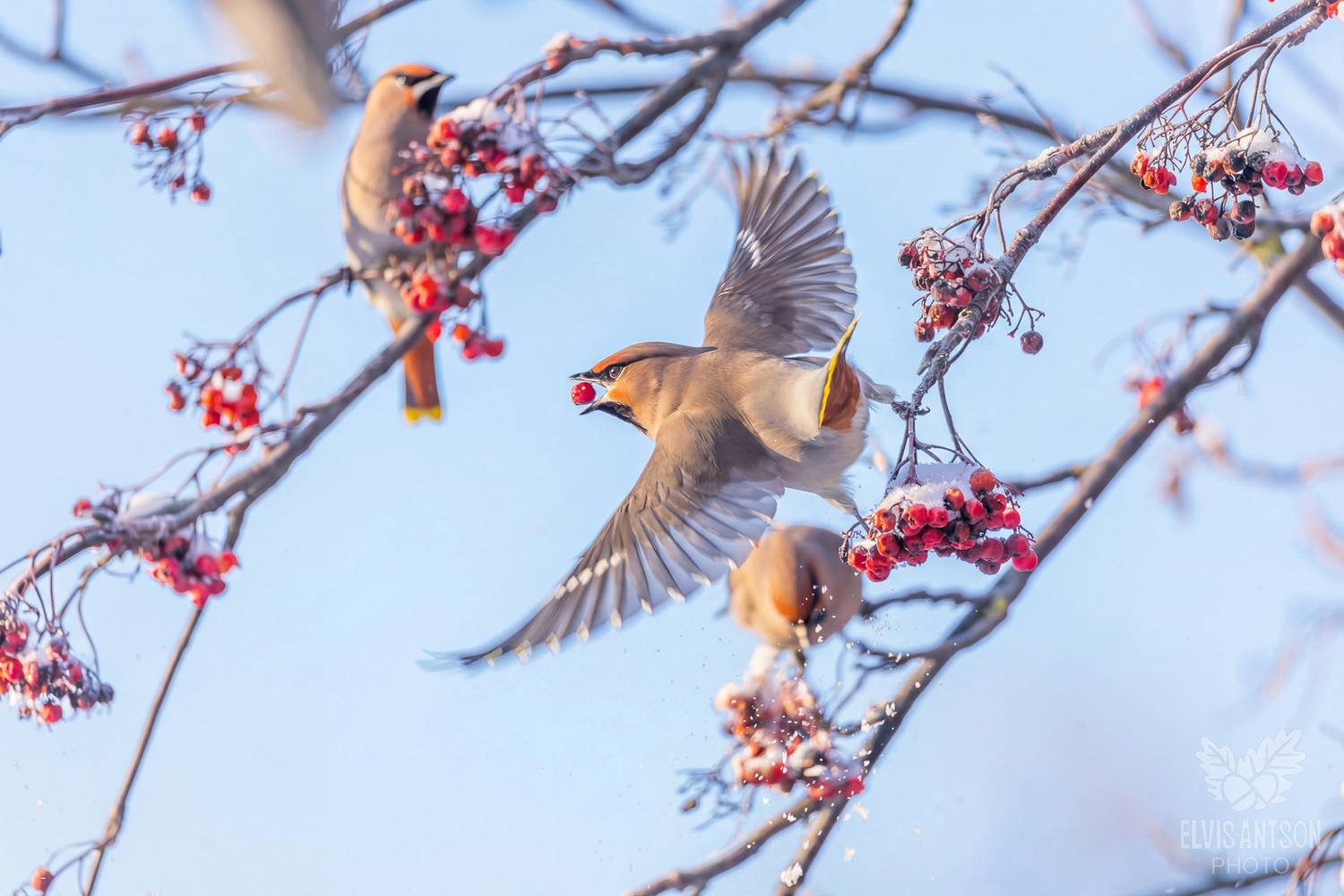 свиристель, свиристели, птицы, птица, птицы россии, орнитология, bird, birdwatching, elvisantson, elvis antson, Elvis Antson