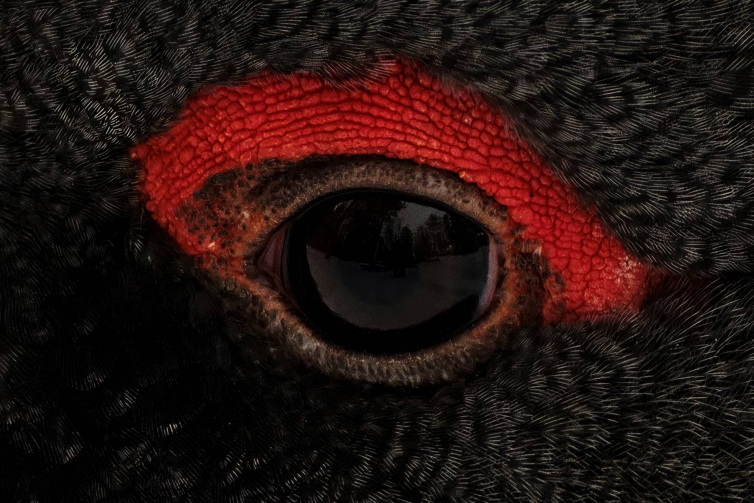 глухарь, красноярские столбы, Багурский Алексей