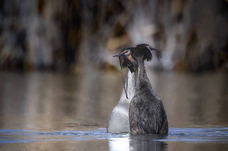 фотоохота, птица, чомга, большая поганка Открытие сезона. фото превью