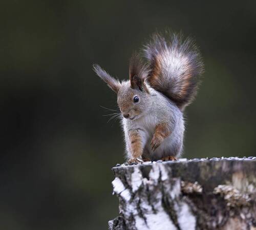 Пушистый дозор