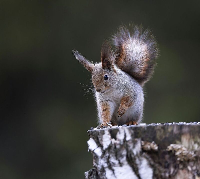 белка, пушистик, лес, пенёк, дозор, природа, squirrel, forest, nature Пушистый дозор фото превью