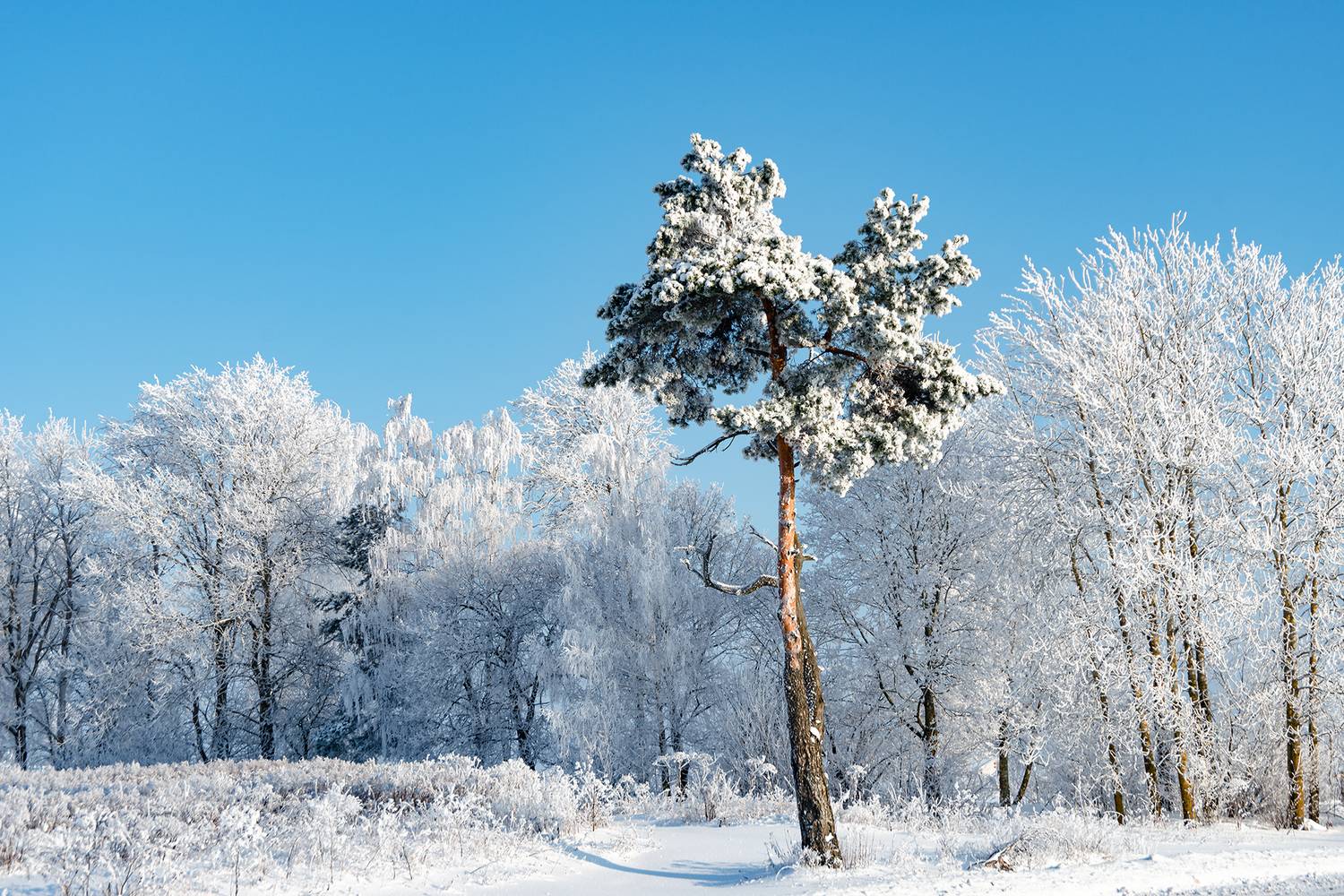 , Владимир Ноздрачев
