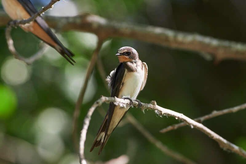 Деревенская Ласточка, Hirundo rustica Деревенская Ласточка фото превью