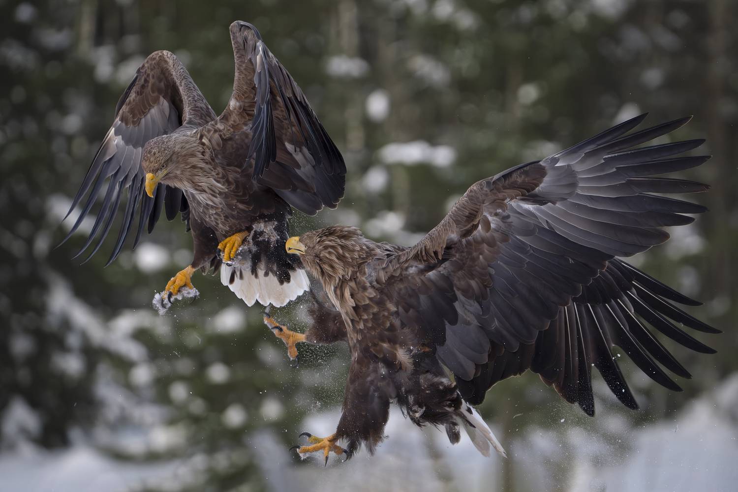 красный бор, орлан-белохвост, действие, Mikhail Ioannisian