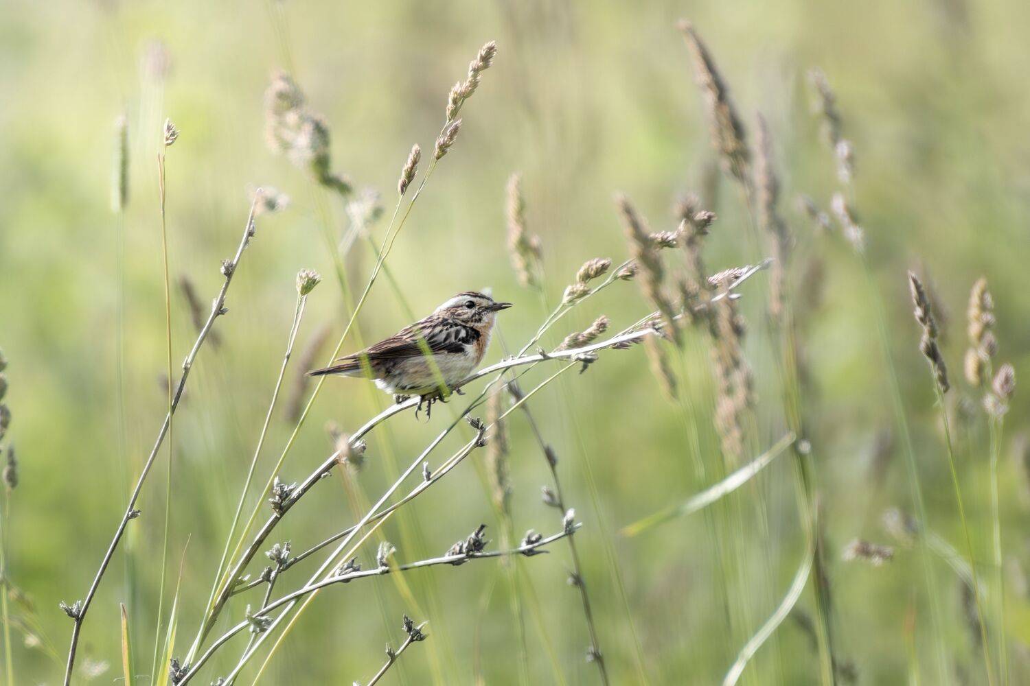 , Полина Шальнева