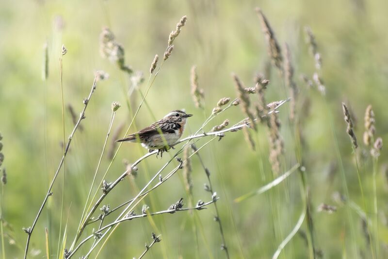 Луговой чекан фото превью