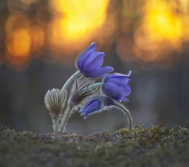 сон-трава, закат, весна Сон-трава фото превью