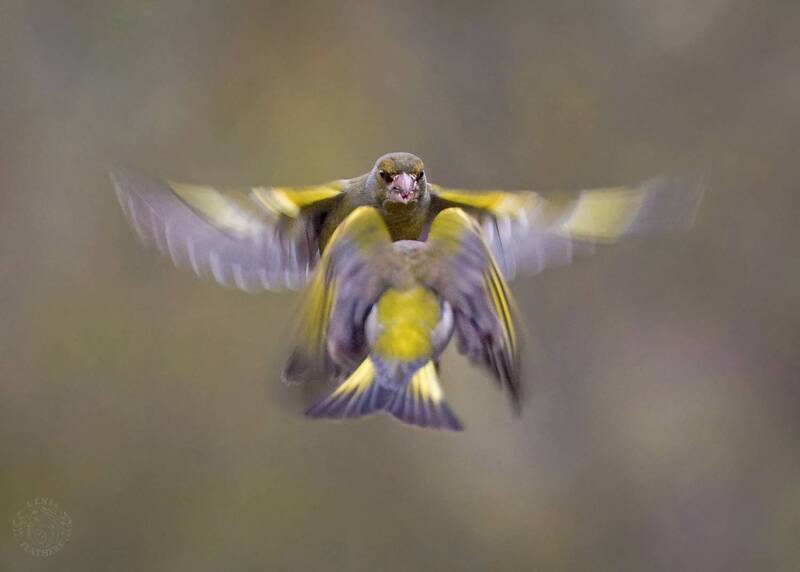 Lens and Feathers фото превью