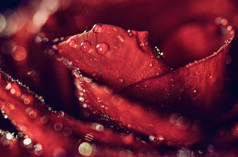 абстракция, цветы, капли  фото превью