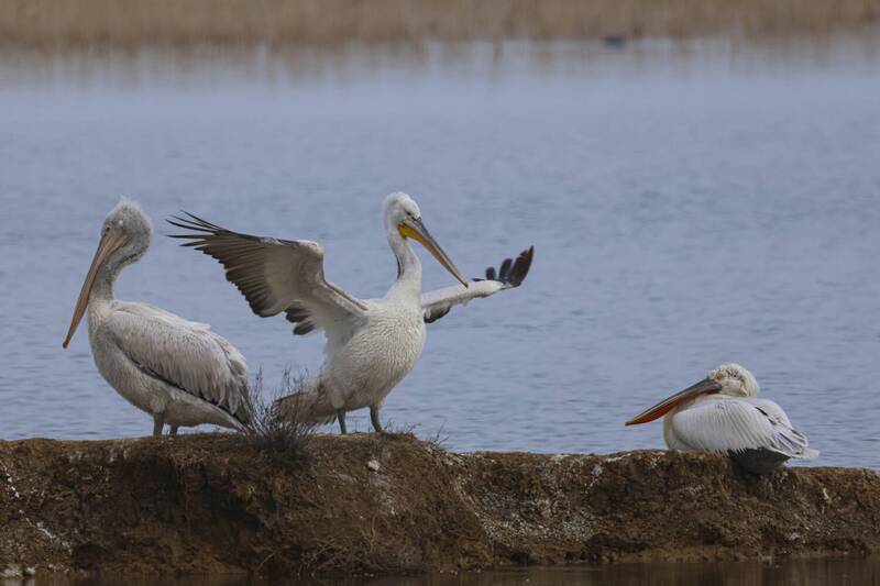 пеликаны Пеликаны.. фото превью