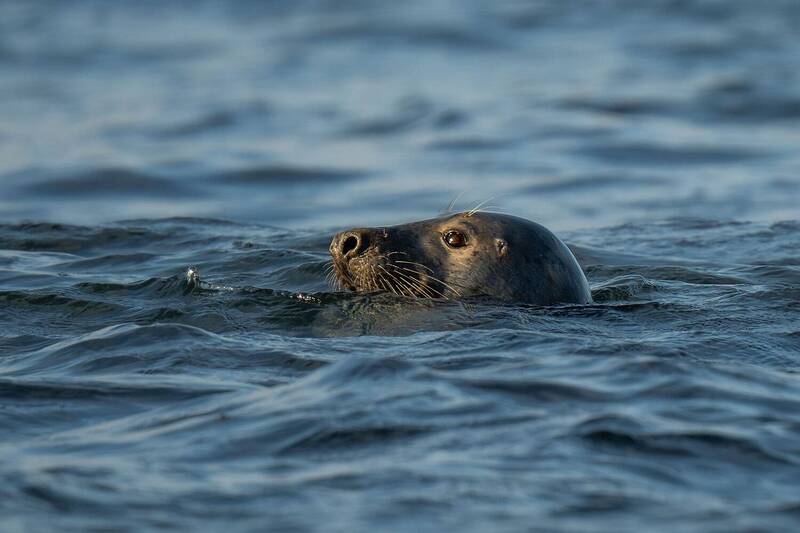 Нерпы резвятся. фото превью
