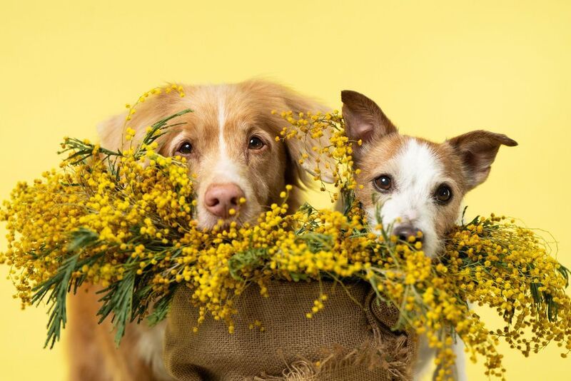 March 8 фото превью