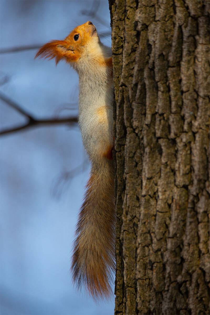 , Чудинин Дмитрий