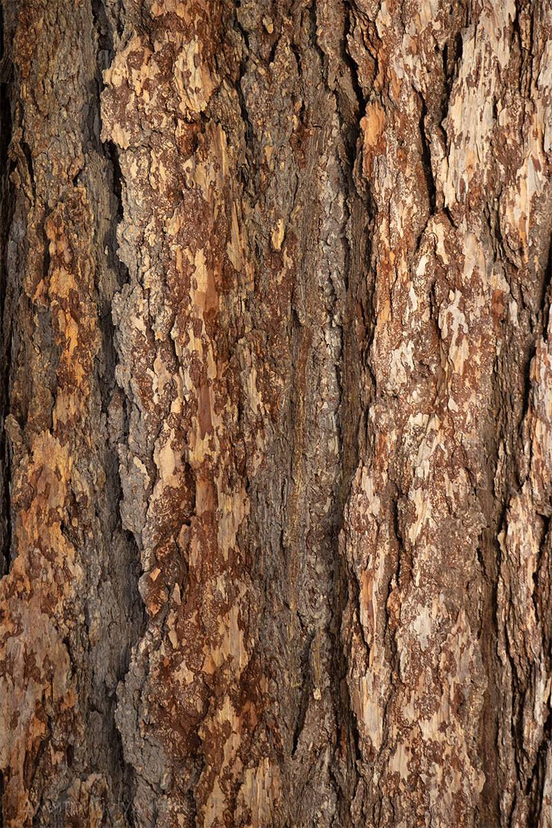 , Чудинин Дмитрий