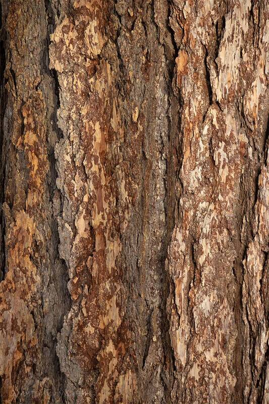 Лиственница фото превью