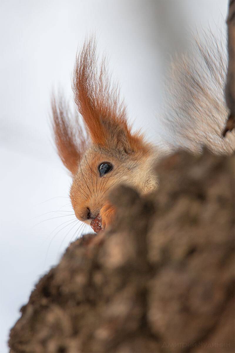 , Чудинин Дмитрий