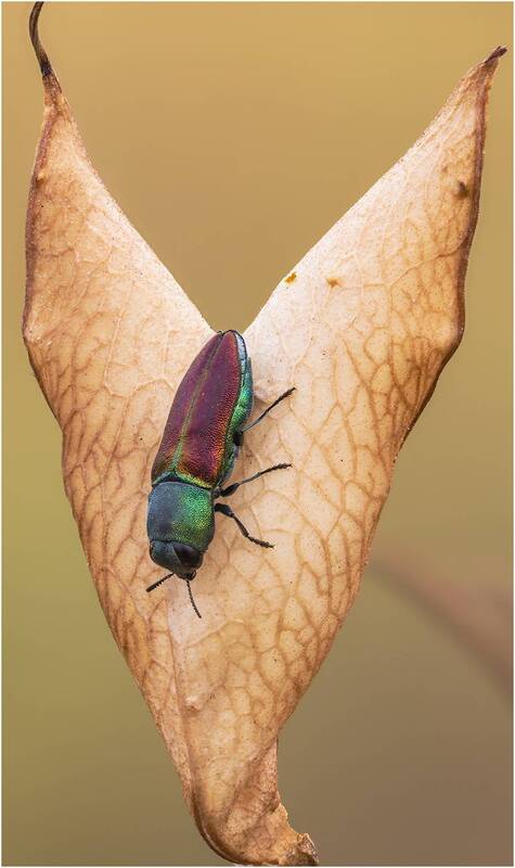 жук, златка Жук златка.(Anthaxia). фото превью