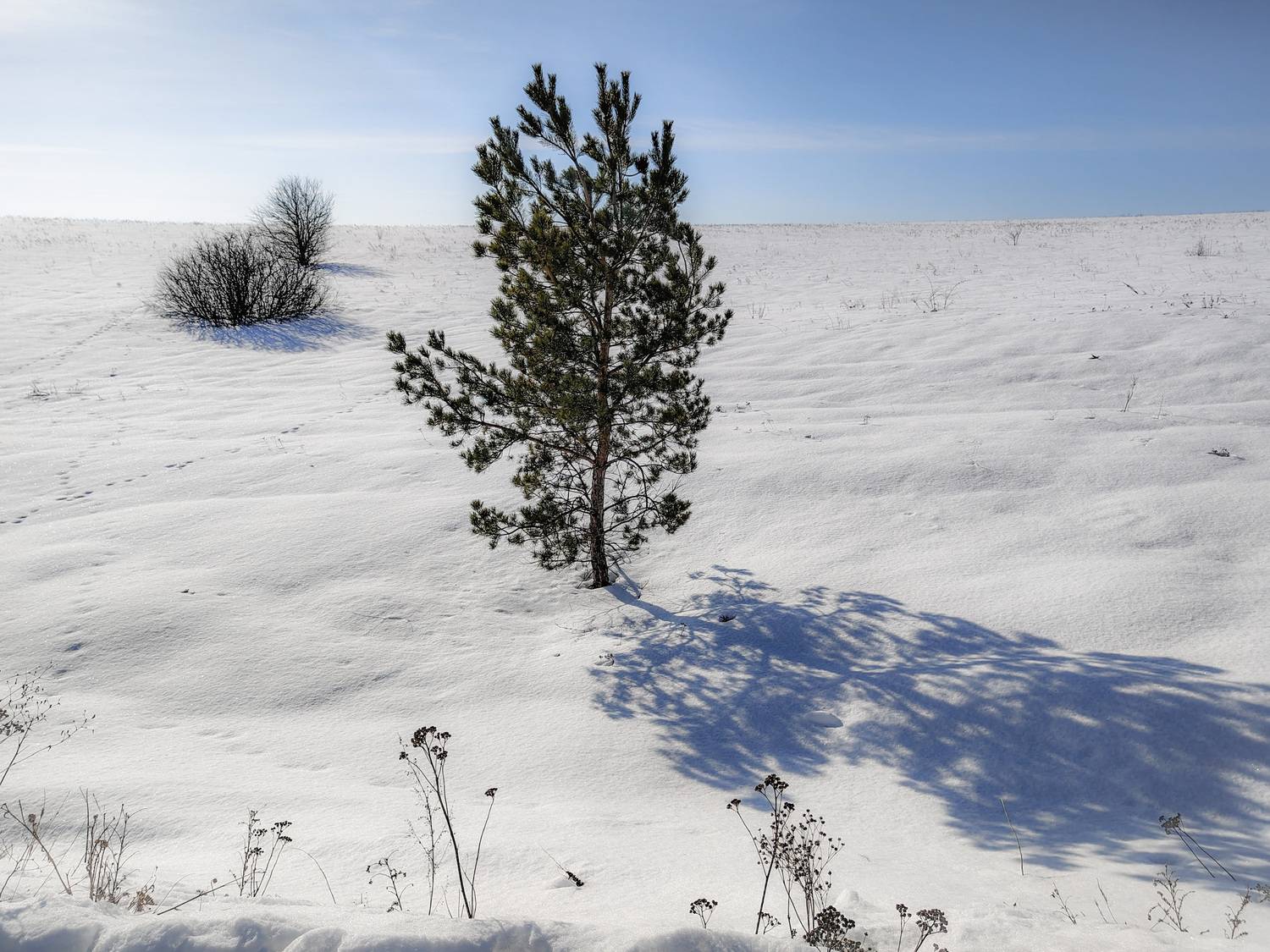 , Кондрашова Светлана
