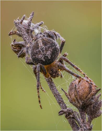 Замаскировался-). Паук(Agalenatea redii)