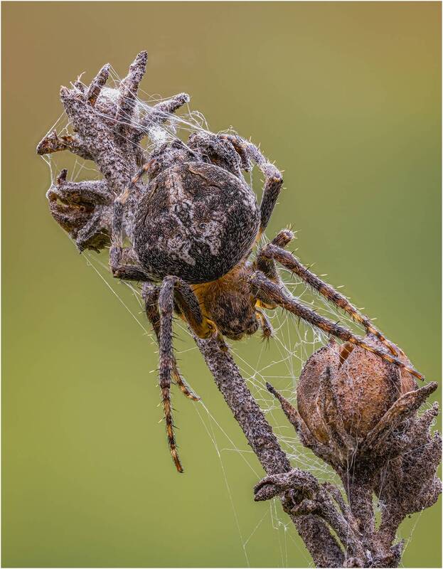 Замаскировался-). Паук(Agalenatea redii) фото превью
