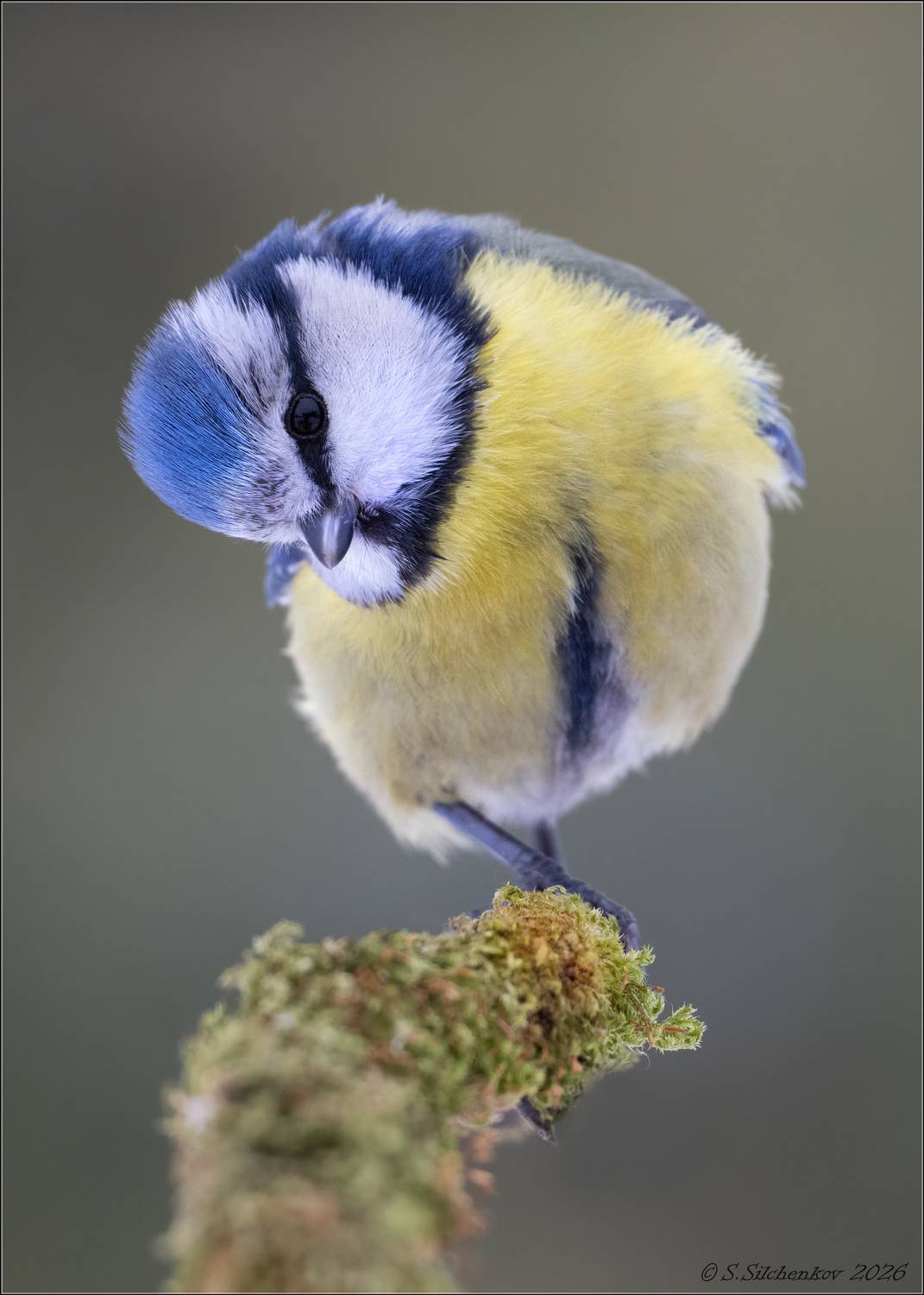 , Сергей Сильченков