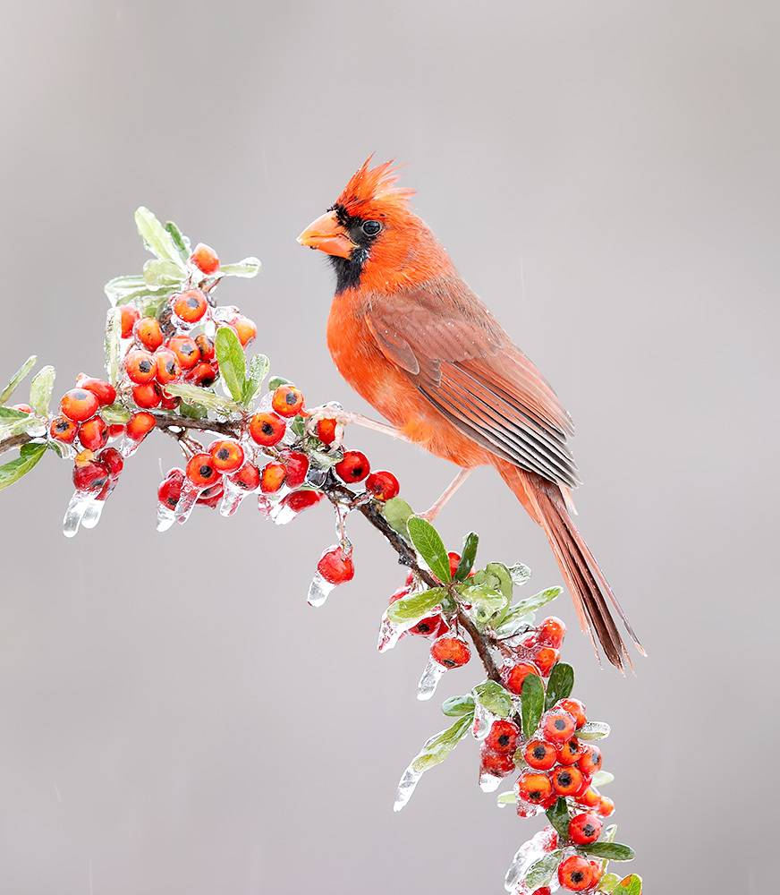 northern cardinal, cardinal, кардинал, красный кардинал, зима, winter, winter bird, snow, cold, bird, птицы, Etkind Elizabeth
