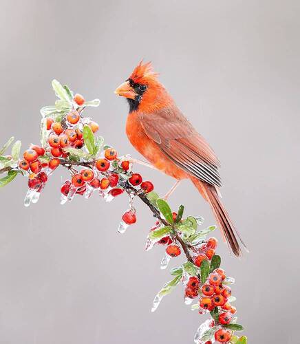 Northern Cardinal - Красный Кардинал