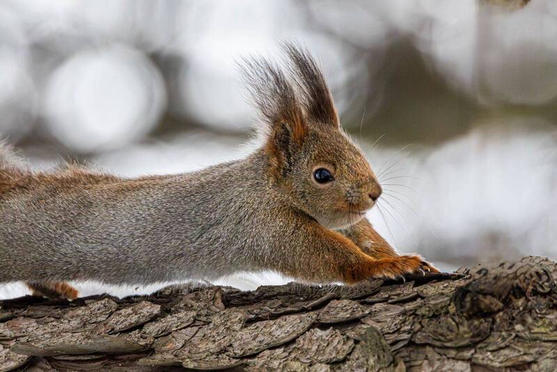 Белка - потягушеньки. фото превью