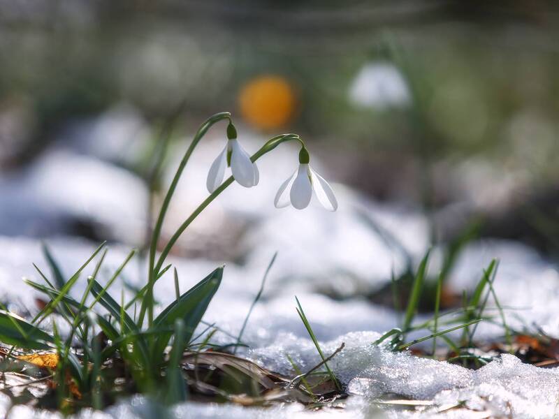 крым, челтер-кая, весна, подснежники Весеннее. фото превью